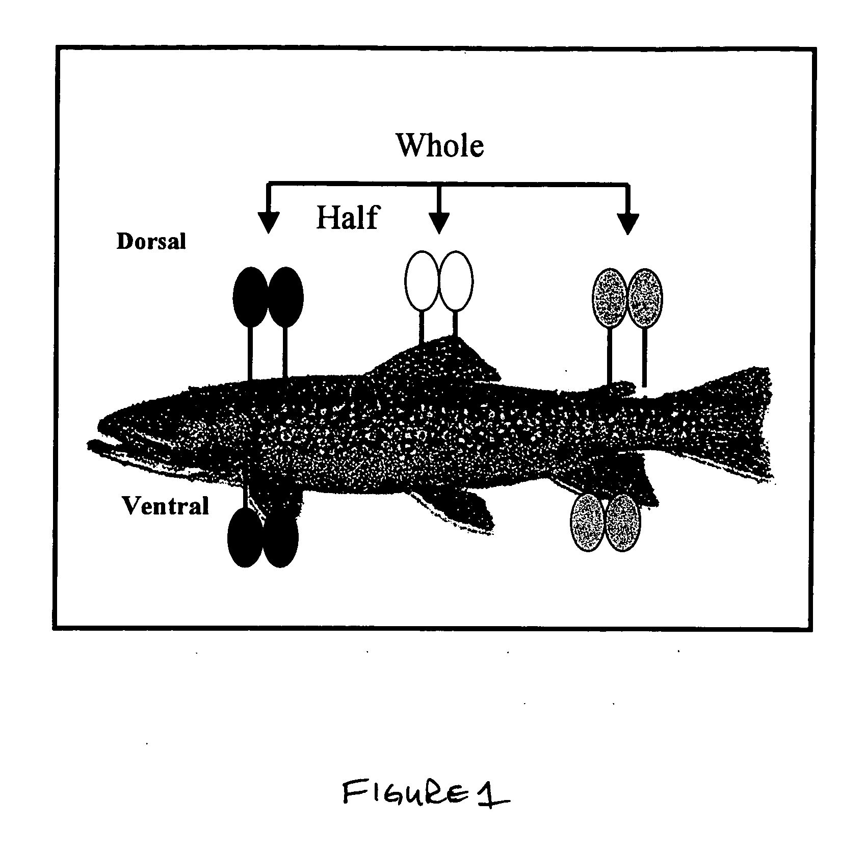 Method for determining fish composition using bioelectrical impedance analysis