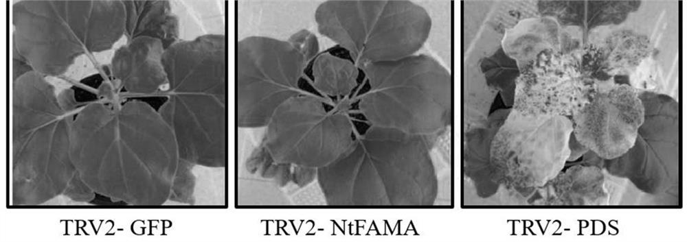 Tobacco bhlh transcription factor gene ntfama and its application
