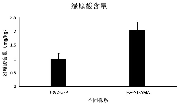 Tobacco bhlh transcription factor gene ntfama and its application
