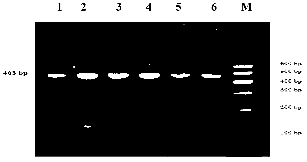 Method for detecting cattle Vaspin gene single nucleotide polymorphism and application of method