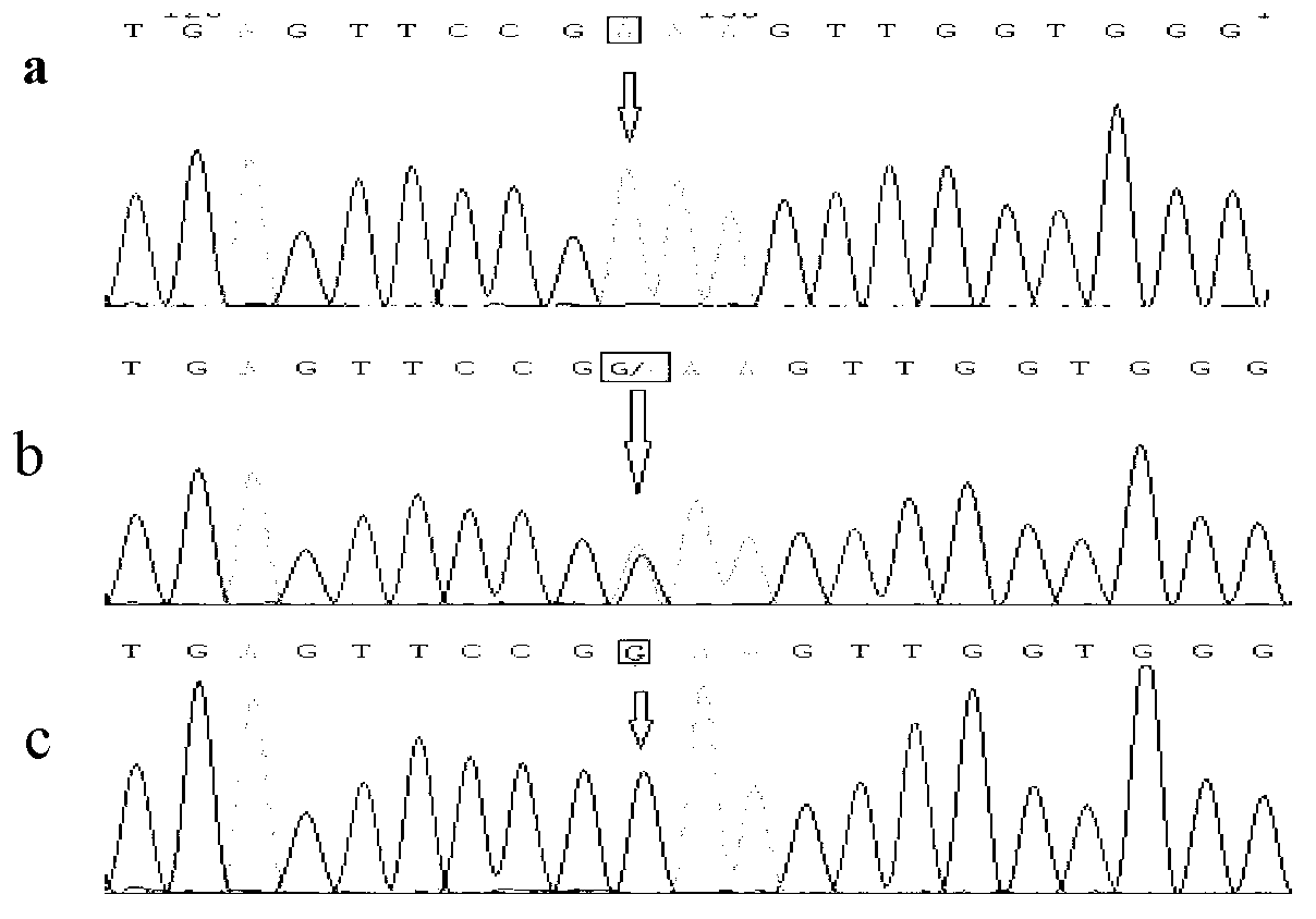 Method for detecting cattle Vaspin gene single nucleotide polymorphism and application of method