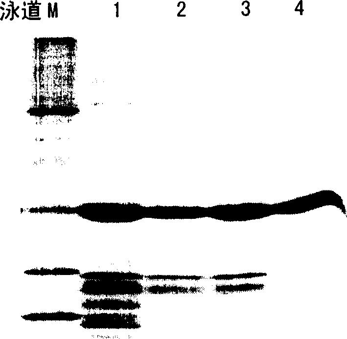 Method for E, coli to express lysostaphin in high efficiency via external secretion