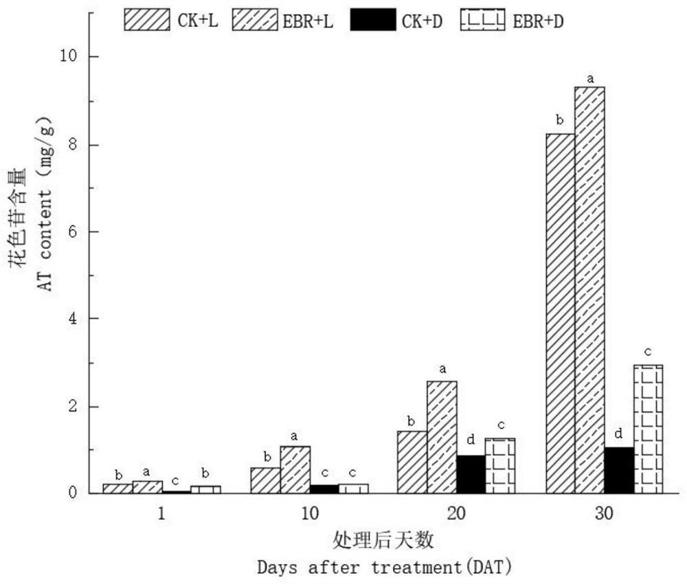 Method for increasing anthocyanin content in grape pericarp in vitro