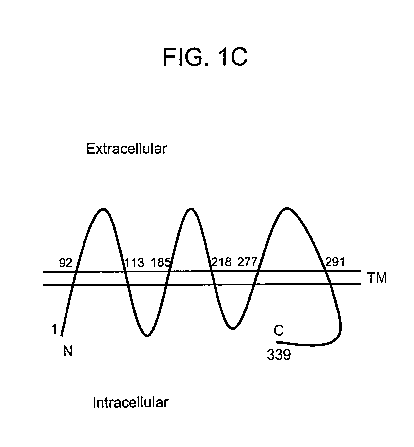 Serpentine transmembrane antigens expressed in human cancers and uses thereof