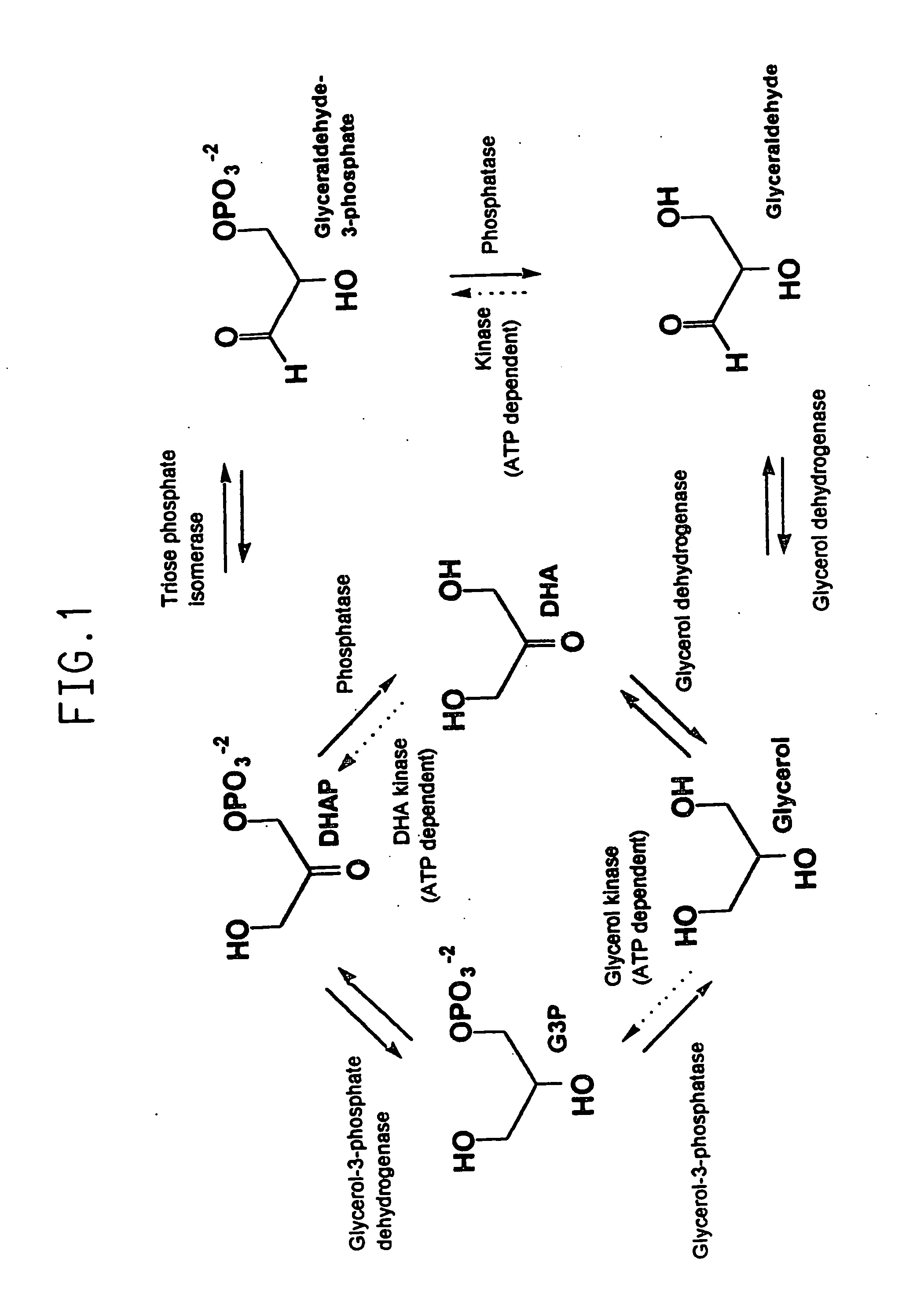 Method for the production of glycerol by recombinant organisms