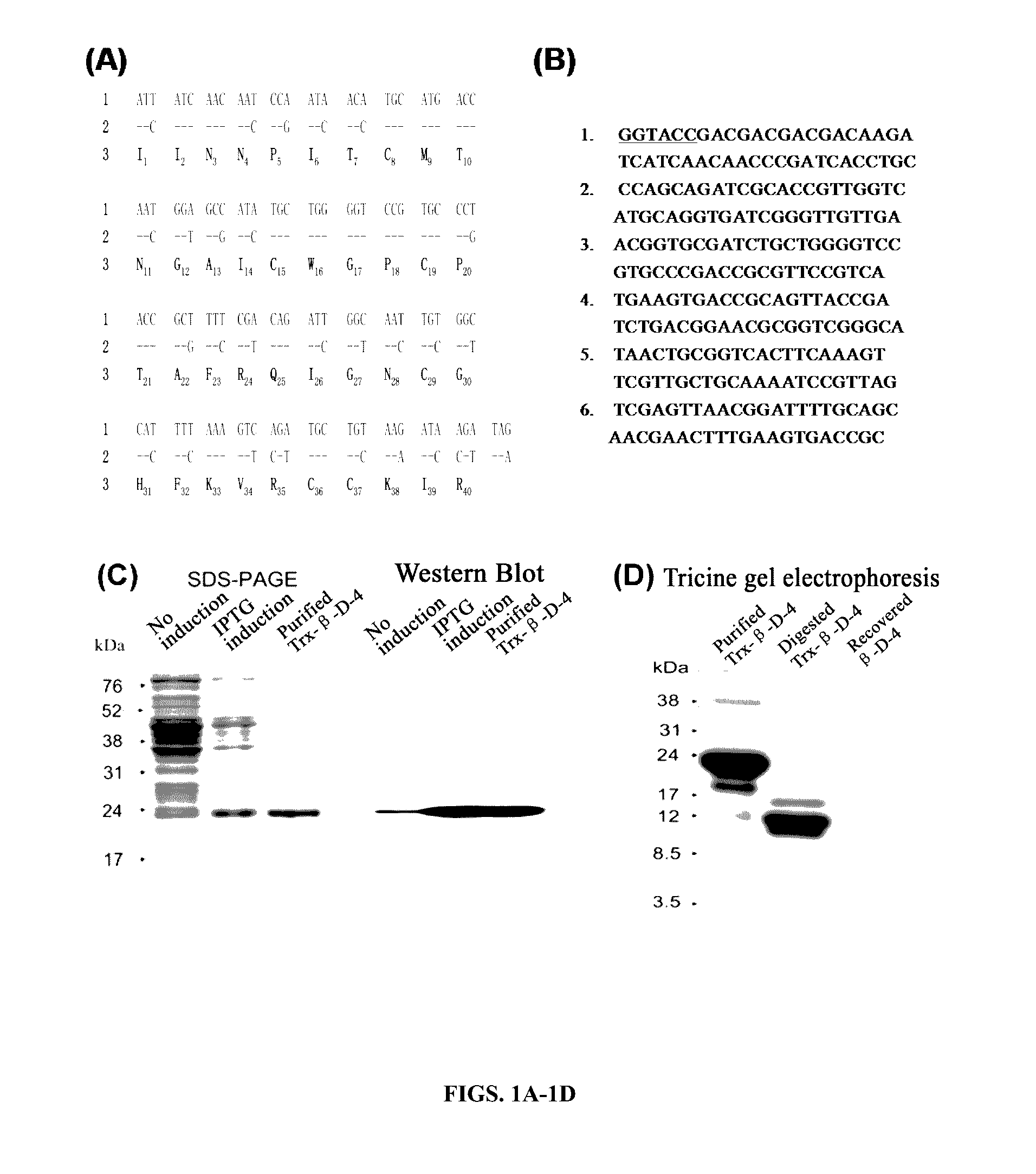Peptides having activity of inhibiting infections of respiratory viruses and use of the same