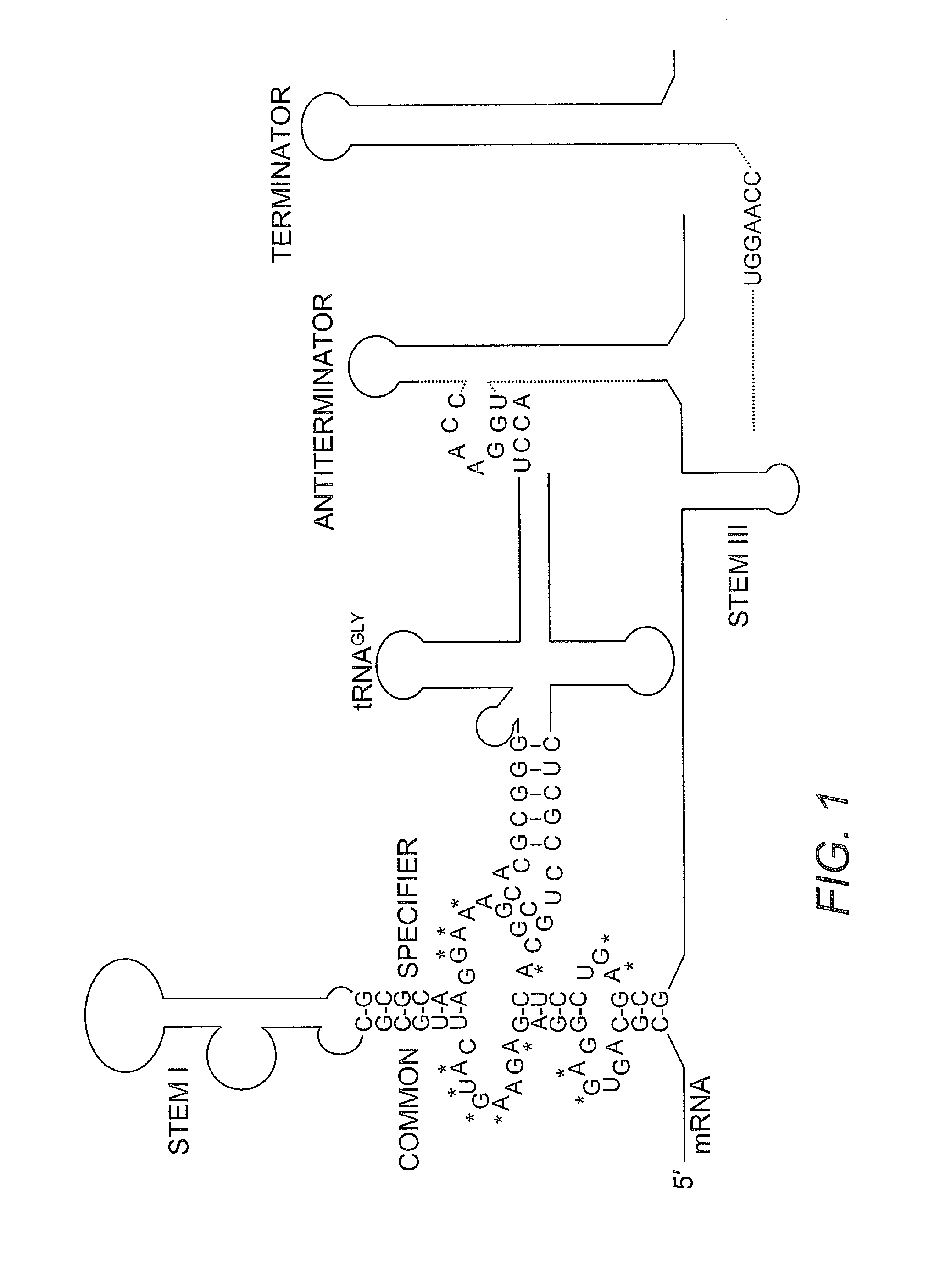 Screen for Anti-infective compounds