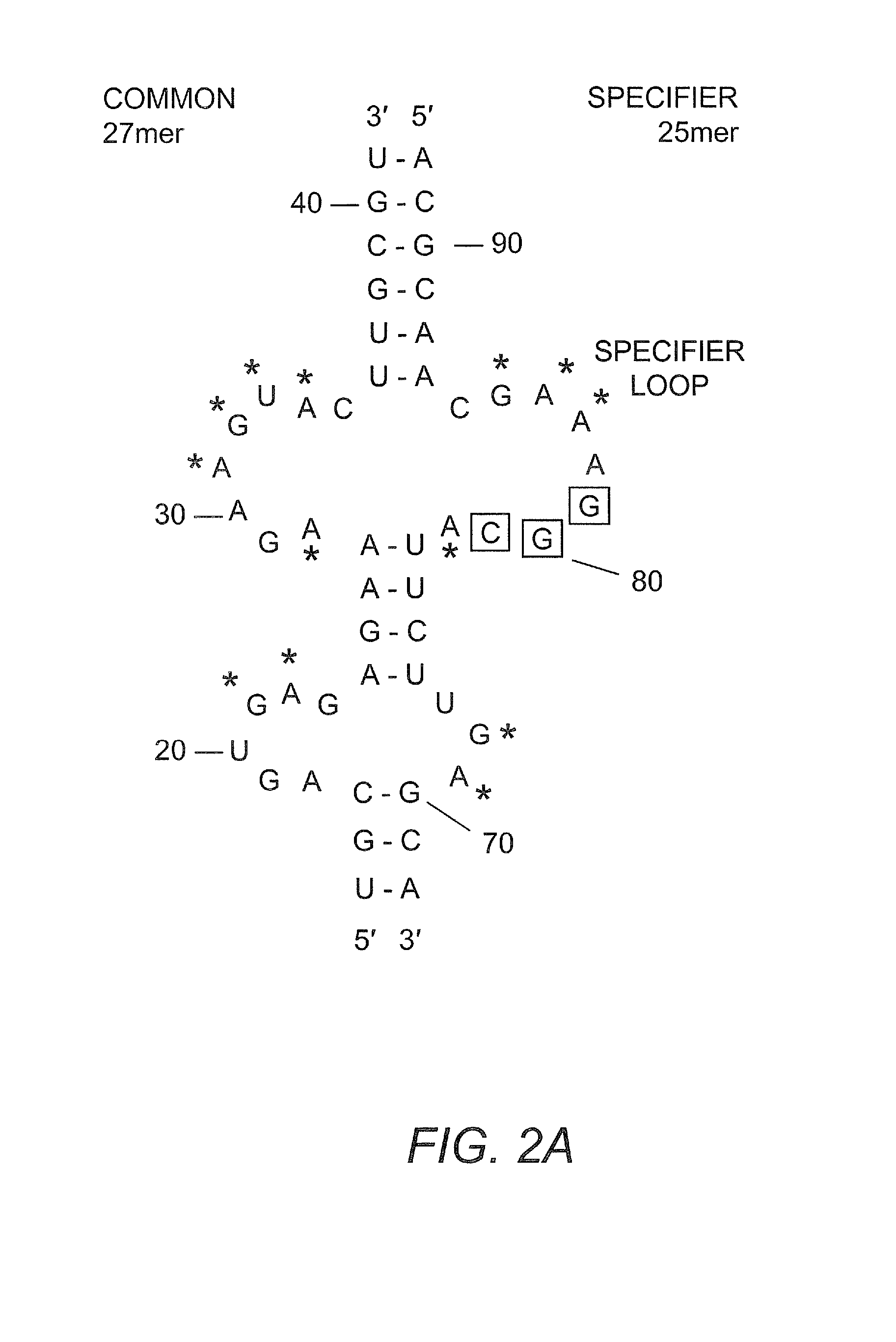 Screen for Anti-infective compounds