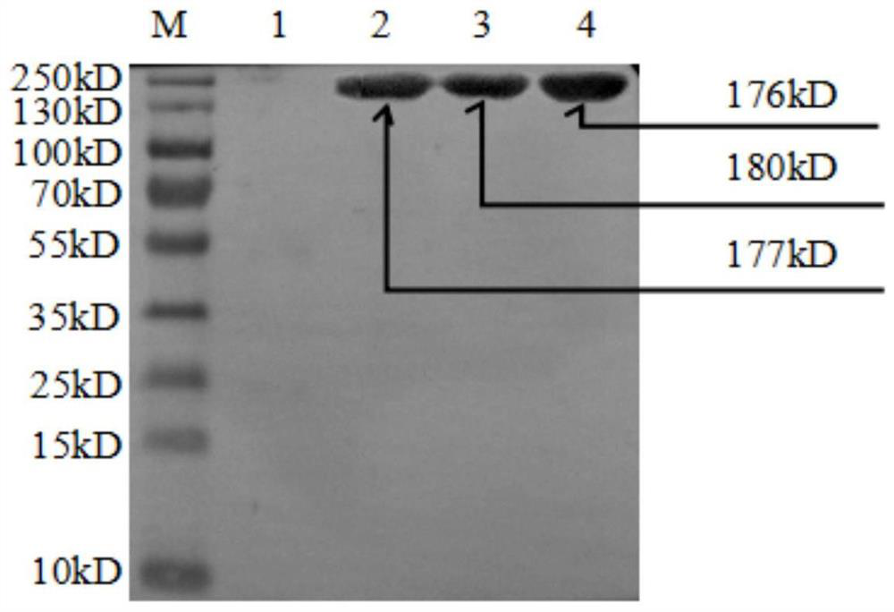 Egg yolk antibody composition for cat infectious peritonitis as well as preparation method and application of egg yolk antibody composition