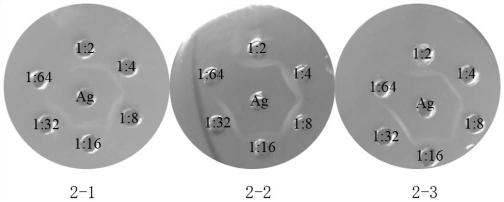 Egg yolk antibody composition for cat infectious peritonitis as well as preparation method and application of egg yolk antibody composition