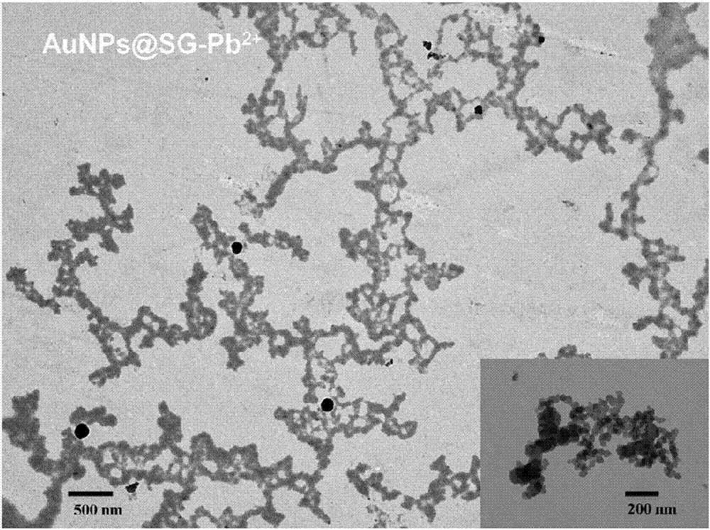 Preparation method of nanocluster composite substrate AuNPs (SG) X used for detecting Pb&lt;2+&gt; by aggregation-induced emission