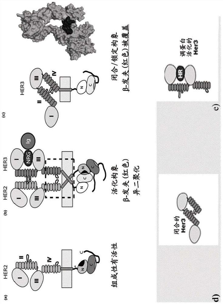 HER3/HER2 bispecific antibody that binds HER3 β-hairpin and HER2 domain II