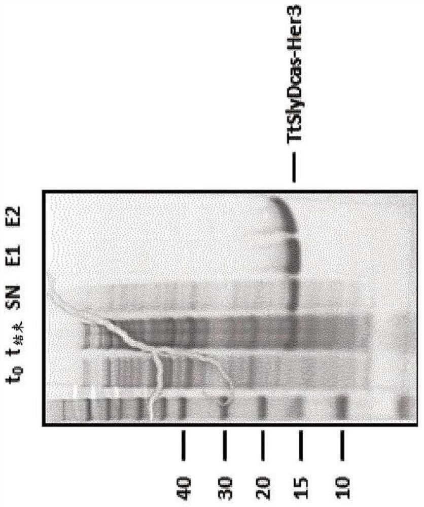 HER3/HER2 bispecific antibody that binds HER3 β-hairpin and HER2 domain II