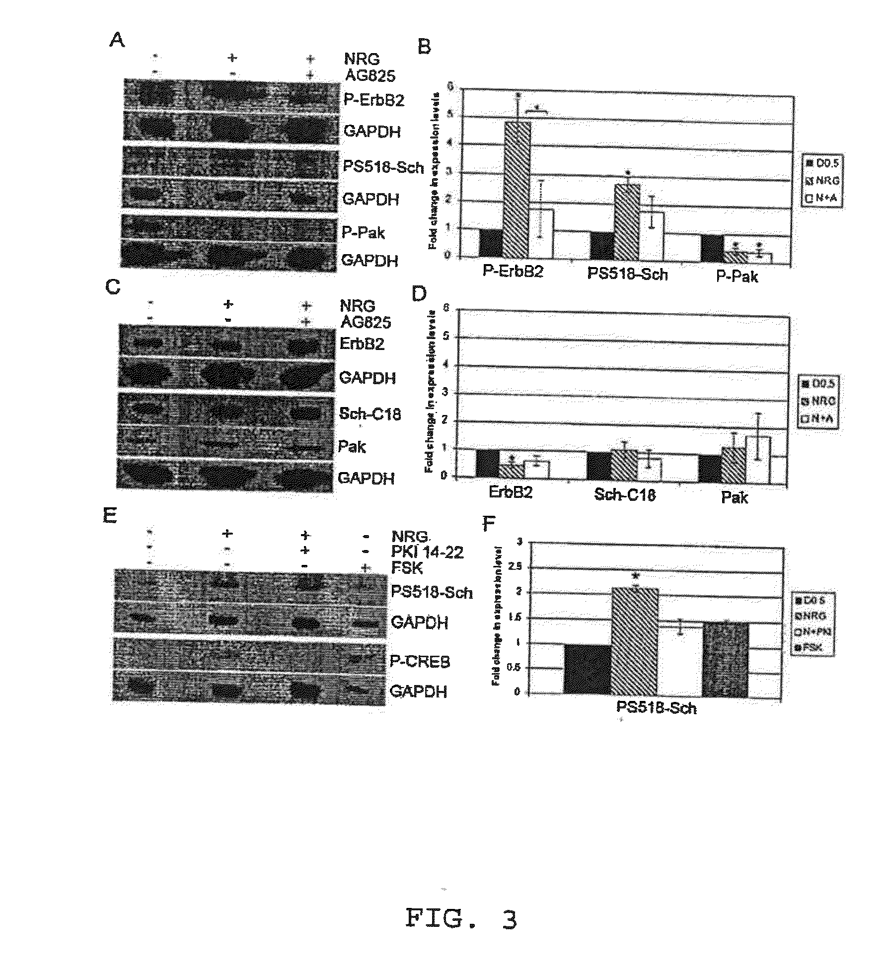 Methods of inducing and preventing neurofibromatosis in schwann cells