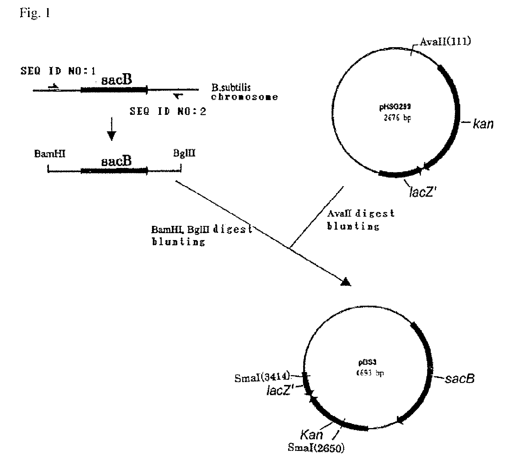 Succinic acid - producing bacterium and process for producing succinic acid