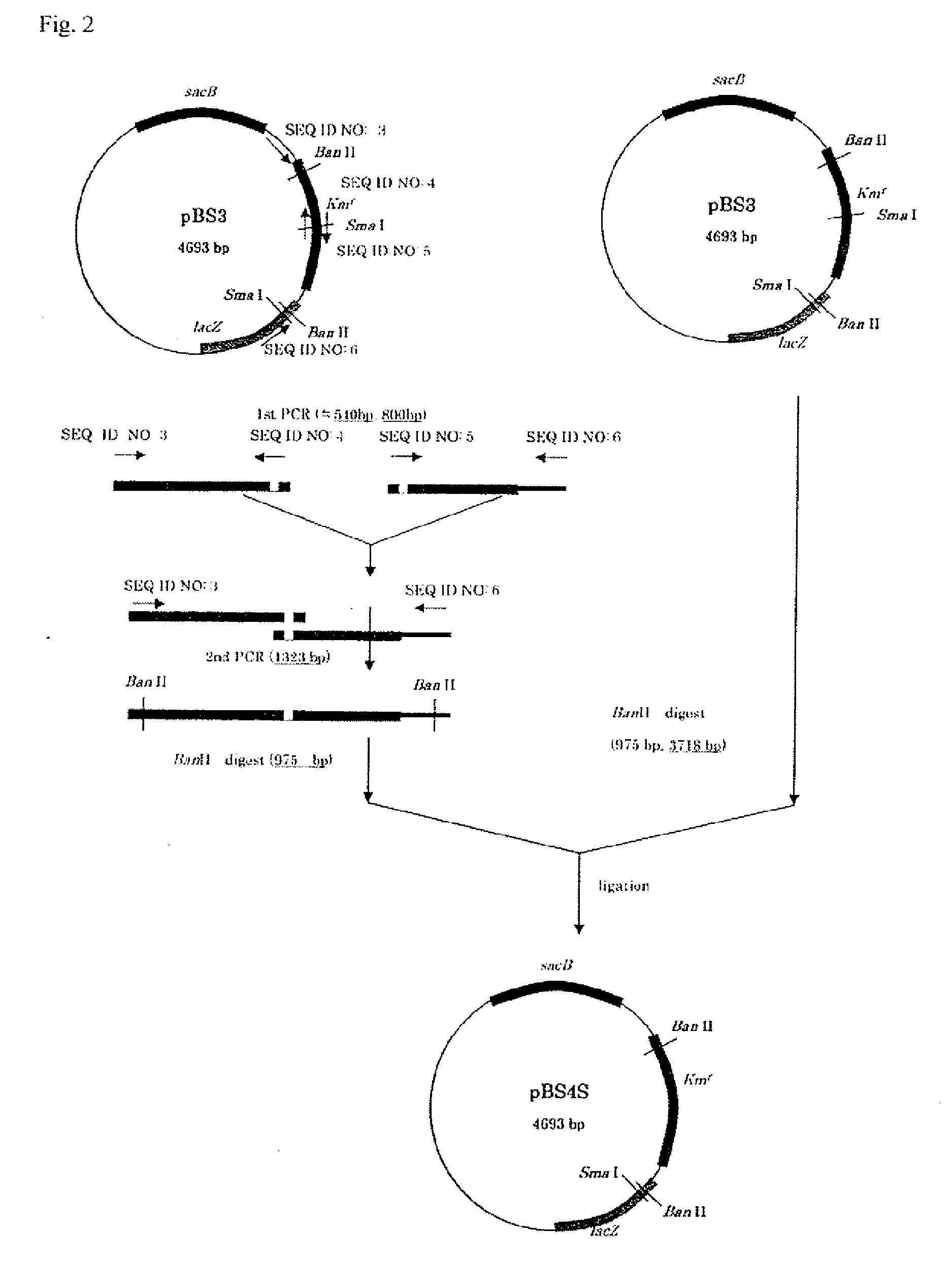 Succinic acid - producing bacterium and process for producing succinic acid