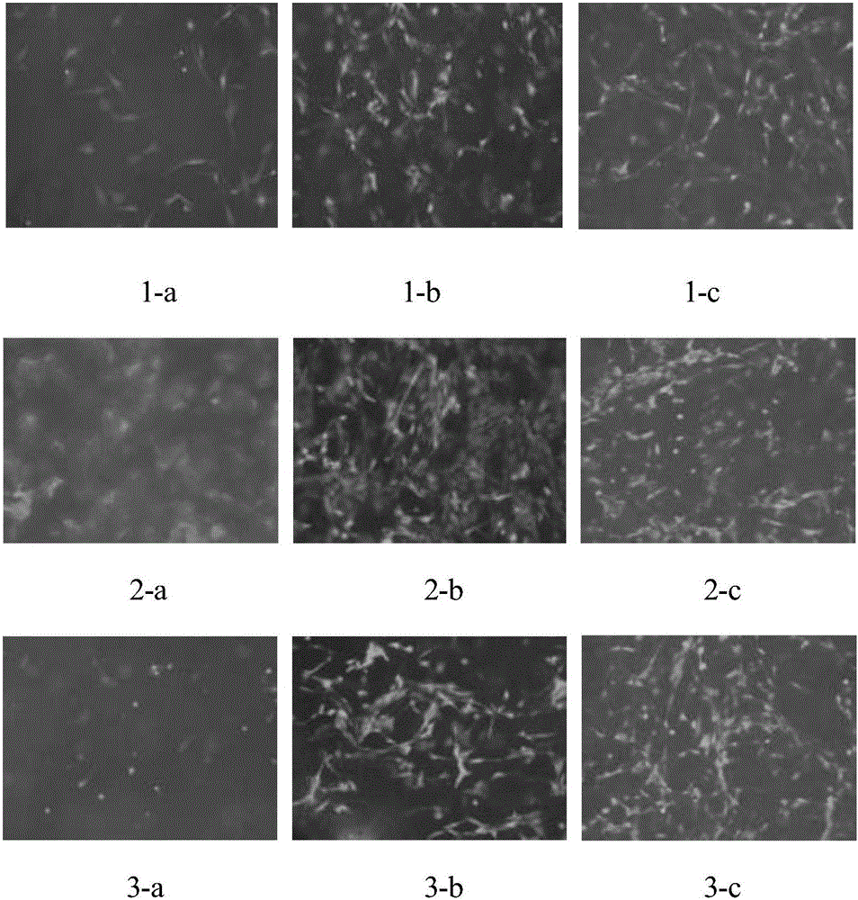 Three-dimensional scaffold applied to cell culture and preparation method thereof