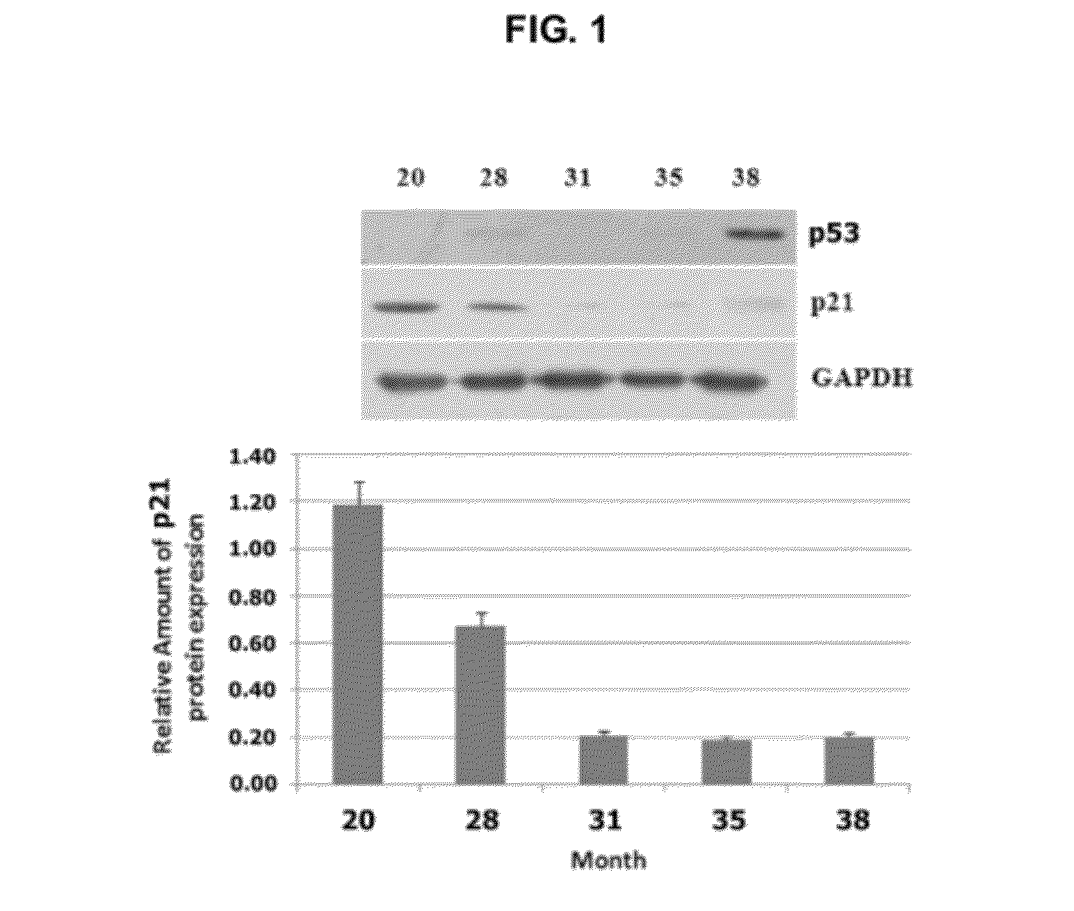 Beef-specific age determination marker containing the p21 protein