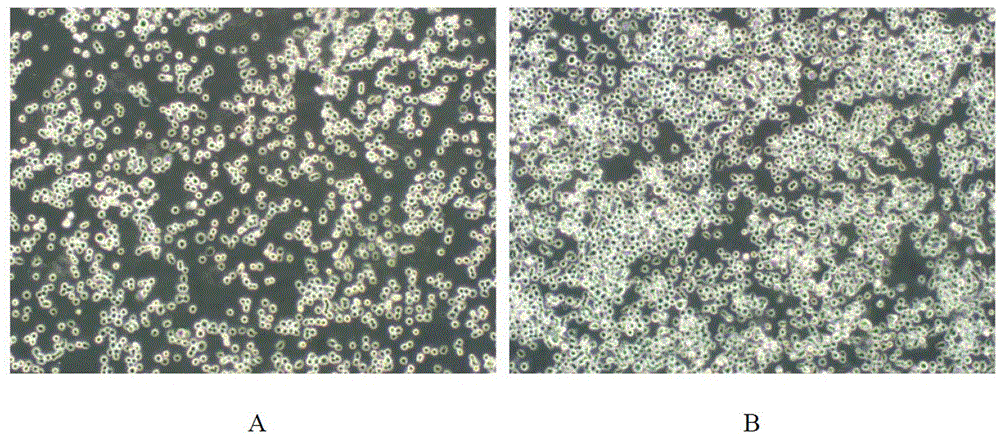 Low serum medium for full-suspending culture of MDCK cells