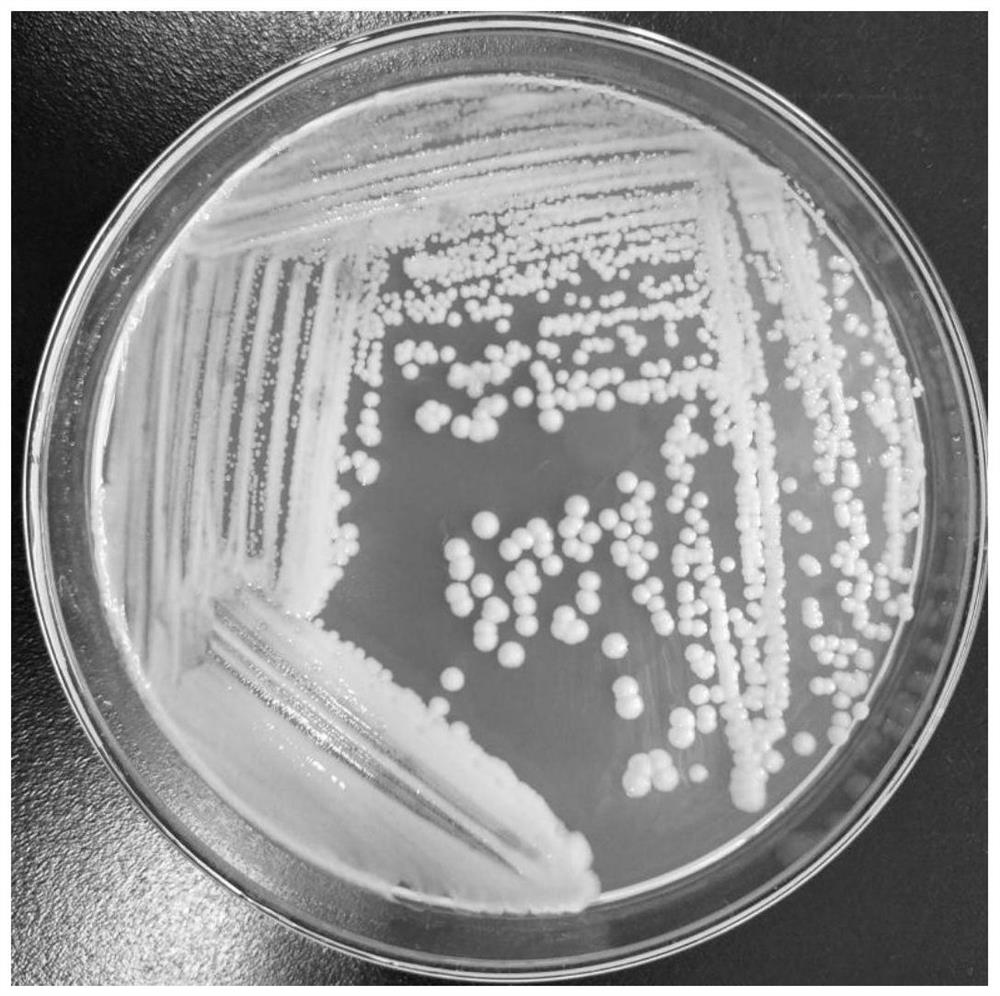 Erythrocin degrading bacterium W7 and application thereof