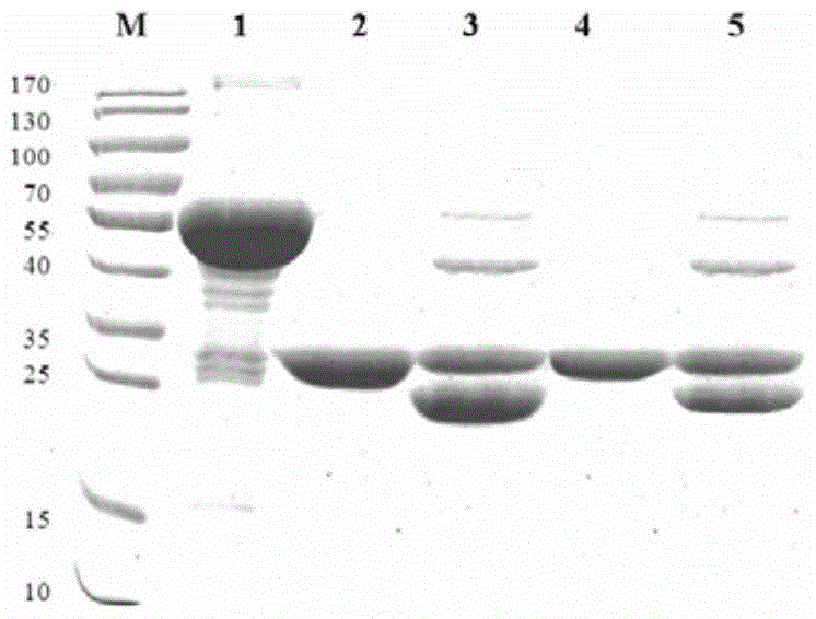 Staphylococcus aureus mntc recombinant protein and its preparation method and application