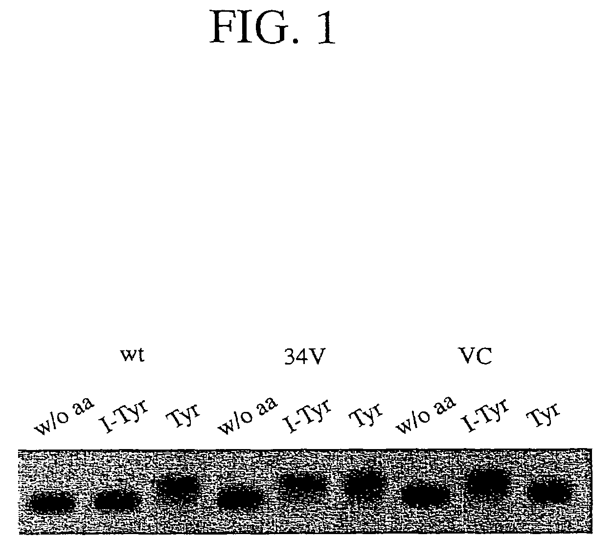 Tyrosyl-tRNA synthetase variants