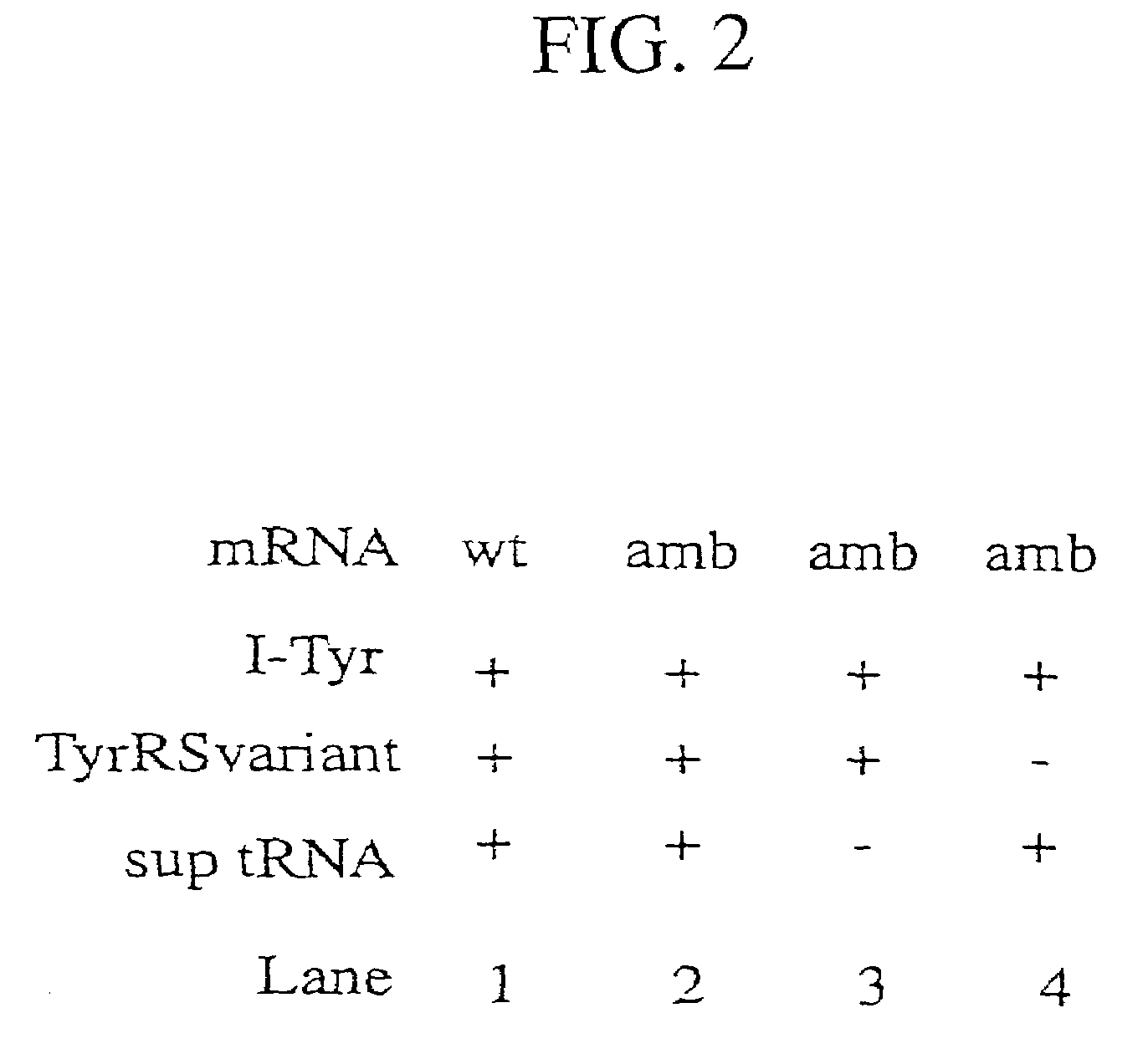 Tyrosyl-tRNA synthetase variants