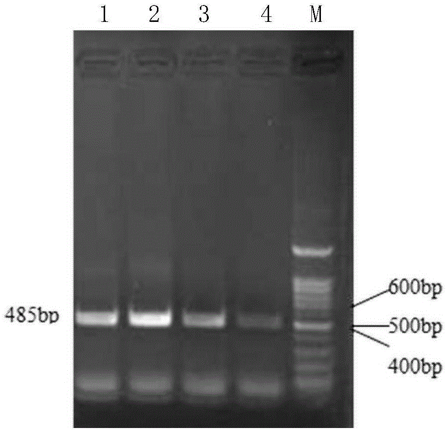 Wheat 3-hydroxy-3-methylglutaryl-coenzyme A reductase (TaHMGR) gene, isolation and cloning method thereof, site-specific mutagenesis method thereof and enzyme function detection method thereof