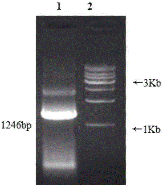 Wheat 3-hydroxy-3-methylglutaryl-coenzyme A reductase (TaHMGR) gene, isolation and cloning method thereof, site-specific mutagenesis method thereof and enzyme function detection method thereof