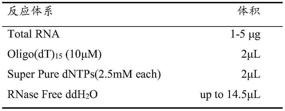 Application of Zmcps gene to preparation of male sterile line of corn