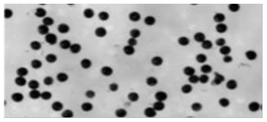 Application of Zmcps gene to preparation of male sterile line of corn