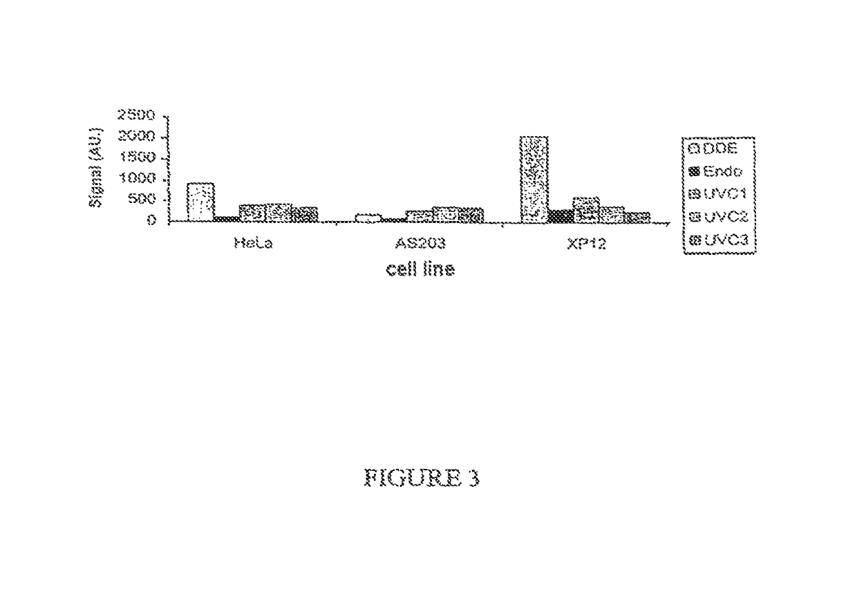 Method for the quantitative assessment of global and specific DNA repair capacities of at least one biological medium, and the applications therefor