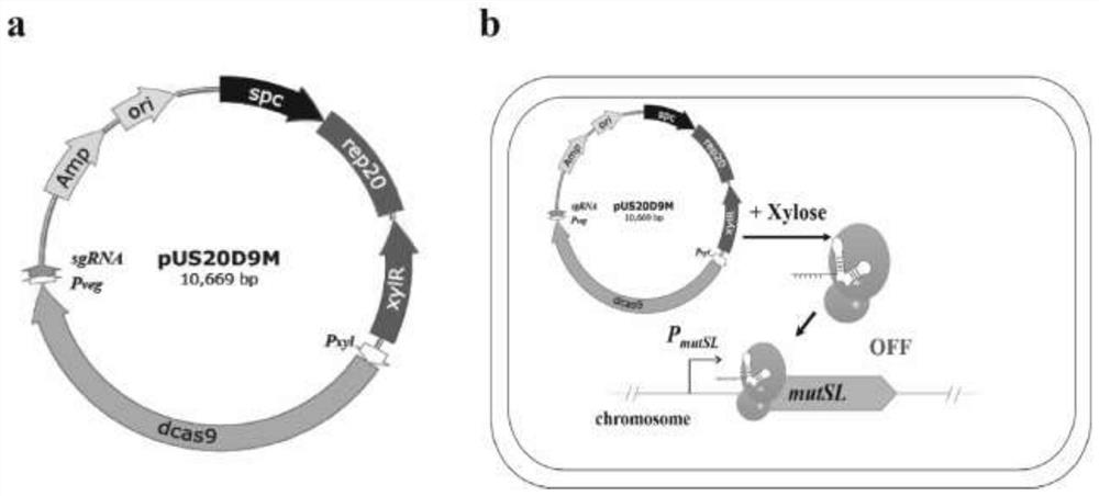 Plasmid for improving spontaneous mutation frequency of bacillus subtilis