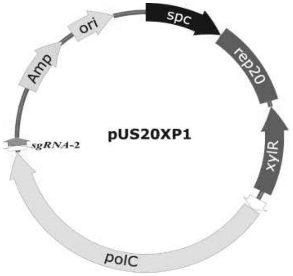 Plasmid for improving spontaneous mutation frequency of bacillus subtilis