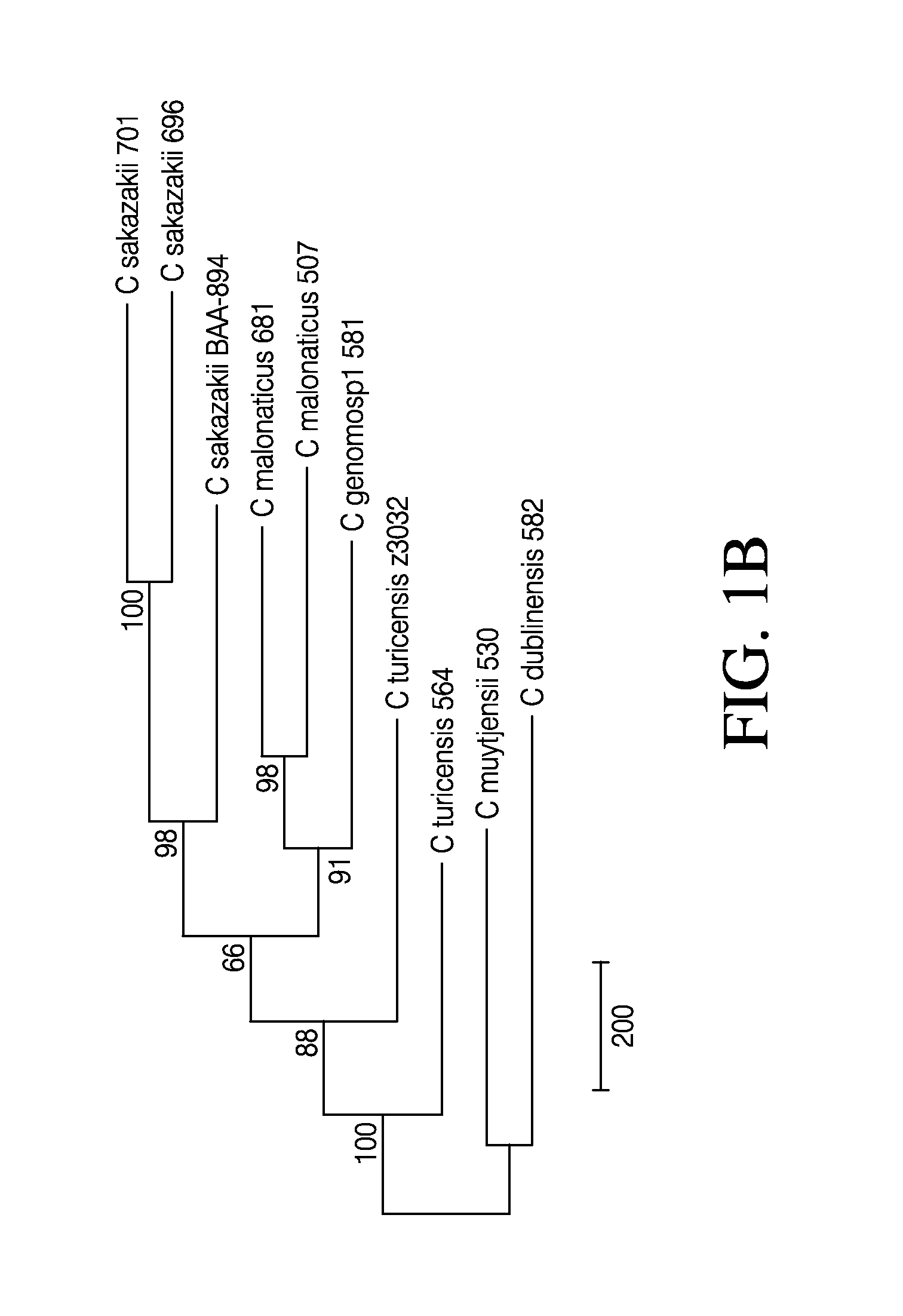 Compositions and methods for detection of cronobacter spp. and cronobacter species and strains