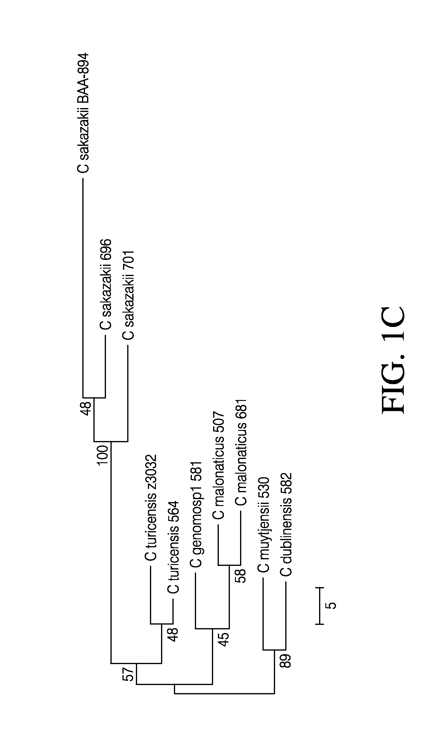 Compositions and methods for detection of cronobacter spp. and cronobacter species and strains