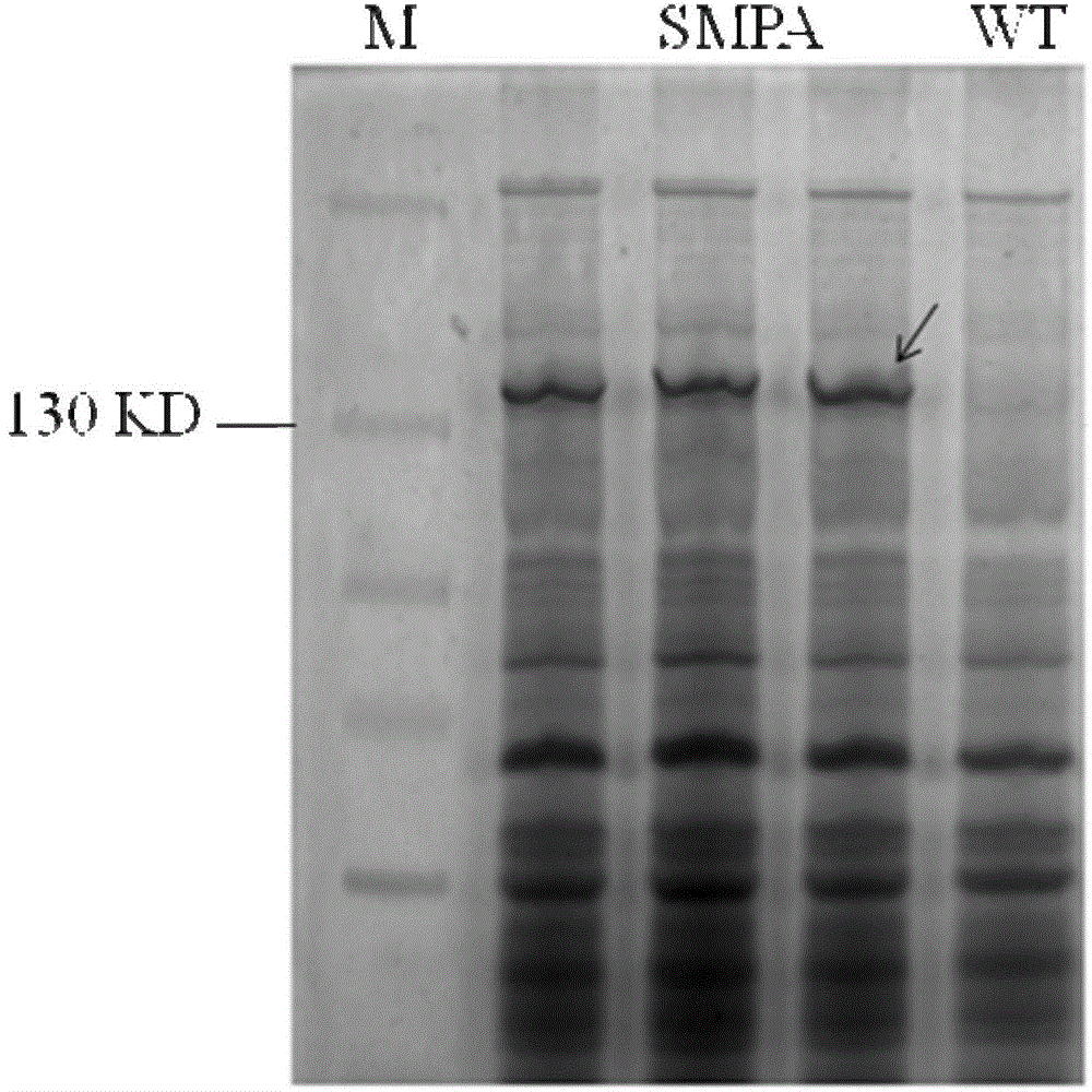 Synechocystis-6803 genetically engineered bacterium capable of producing 3-hydroxypropionic acid, and construction method and application thereof