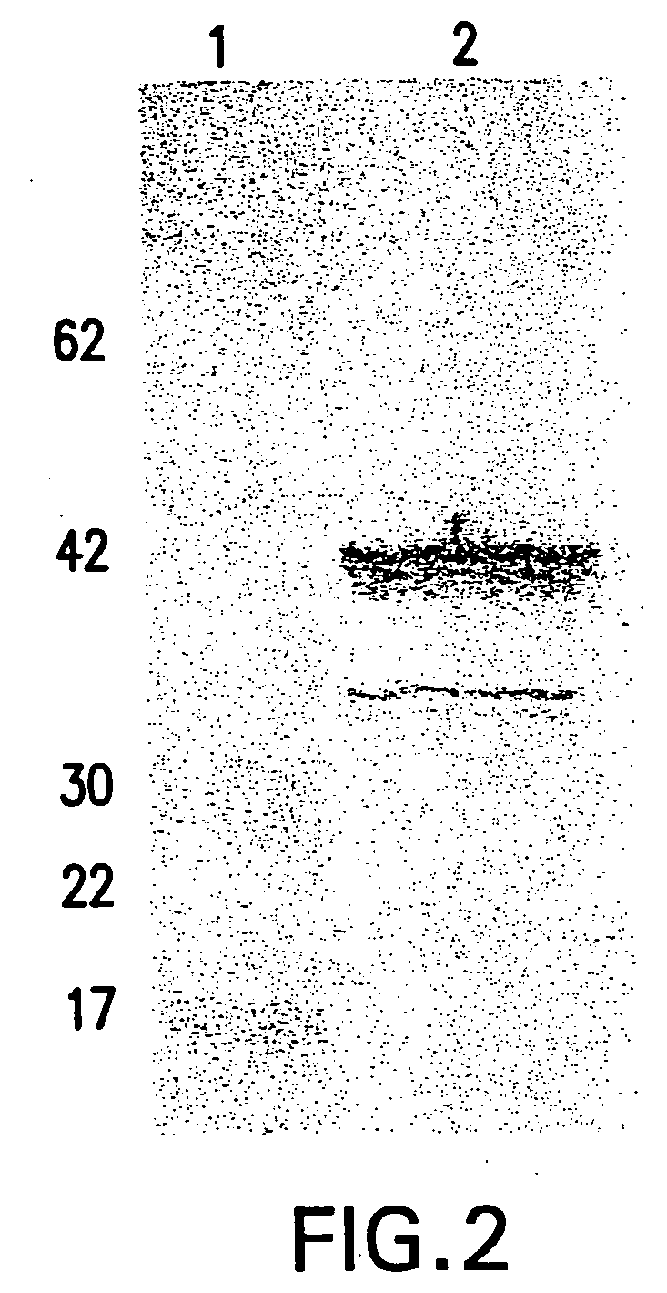 Neisseria spp. polypeptide, nucleic acid sequence and uses thereof