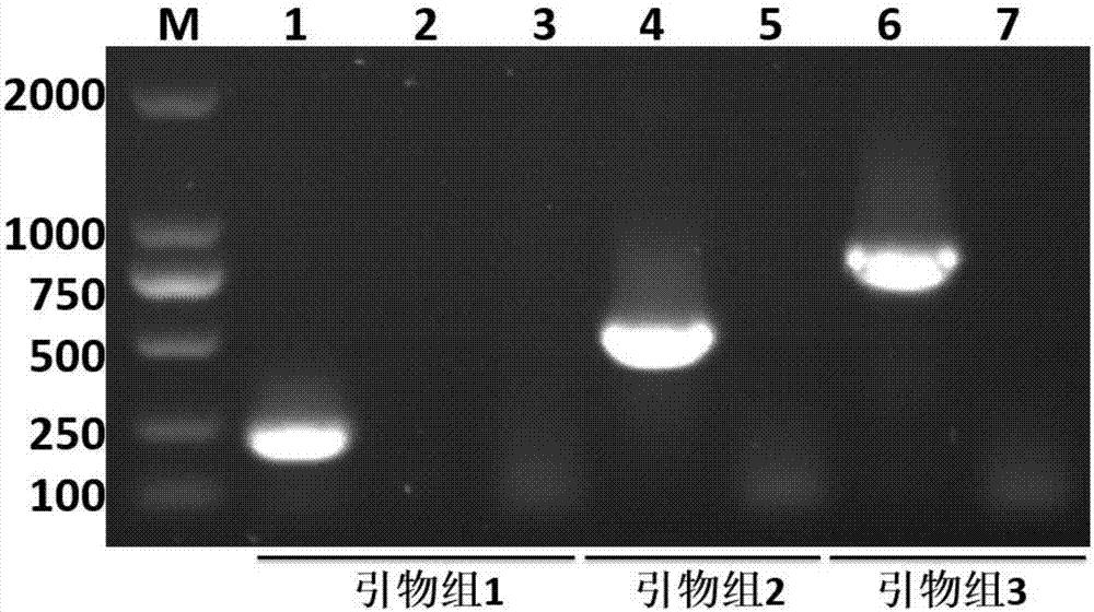 Multiplex PCR primer set, kit and method for simultaneous detection of three fish viruses