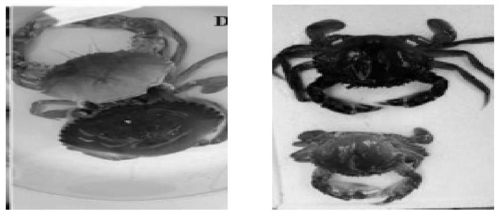 A method suitable for quality evaluation of soft-shell crabs, mud crabs