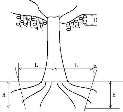Root cutting and high-yield method for nutrition control of winter jujube tree