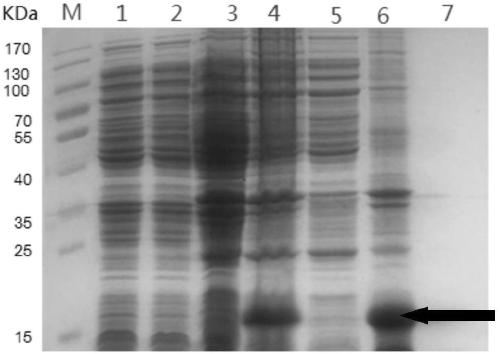 Antimicrobial Application of Housefly Msp Protein