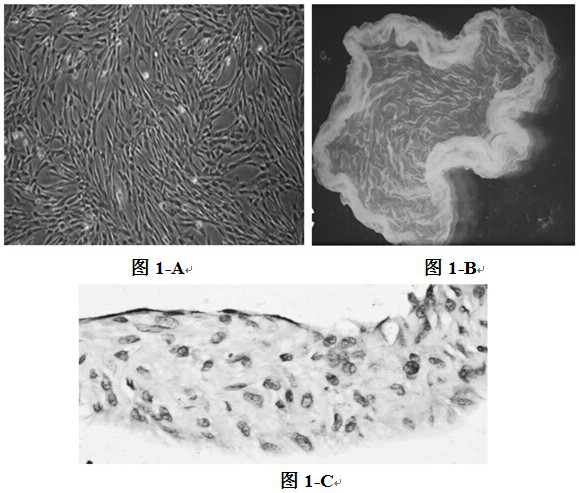 A preparation method of engineered dental pulp