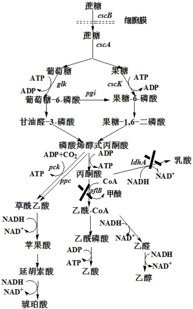 A genetically engineered strain using sucrose to produce succinic acid and its fermentation method for producing succinic acid