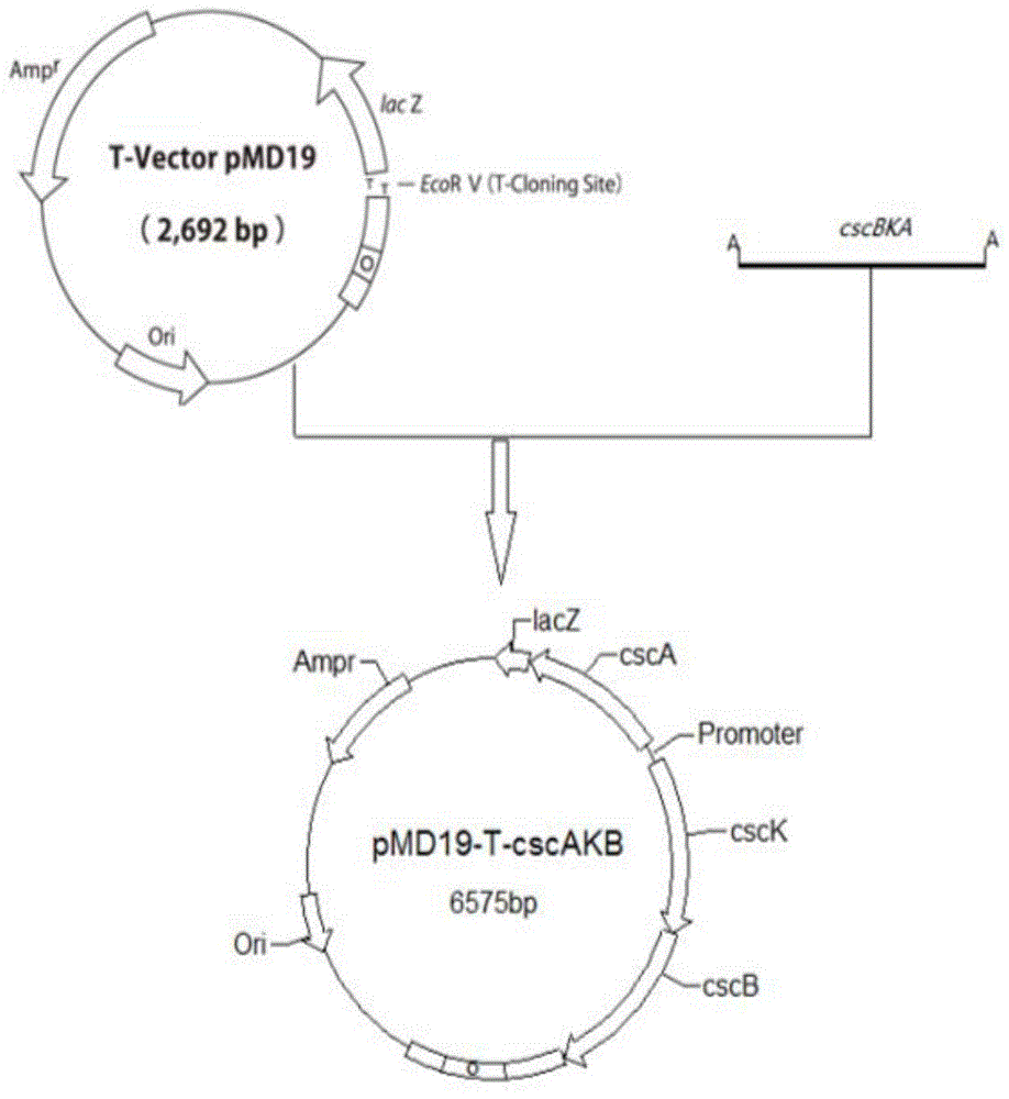 A genetically engineered strain using sucrose to produce succinic acid and its fermentation method for producing succinic acid