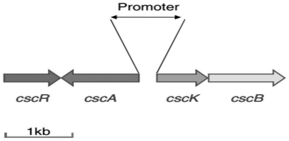 A genetically engineered strain using sucrose to produce succinic acid and its fermentation method for producing succinic acid