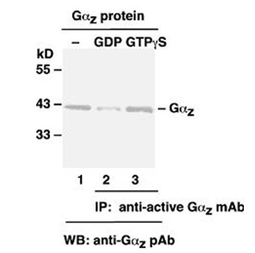 Monoclonal antibody capable of specifically recognizing activation of Galphaz protein and preparation method thereof