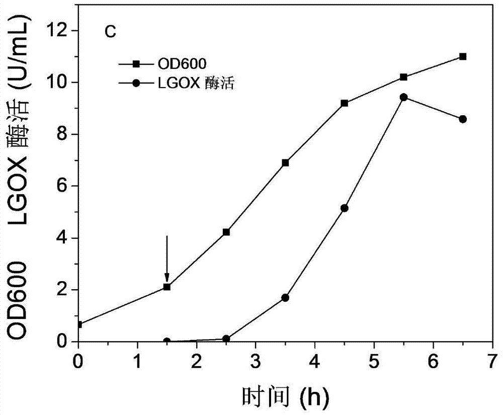 Method for efficiently producing L-glutamate oxidase
