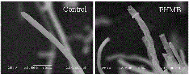 Application of polyhexamethylene guanidine in citrus sour rot prevention and treatment, and citrus antistaling agent containing polyhexamethylene guanidine