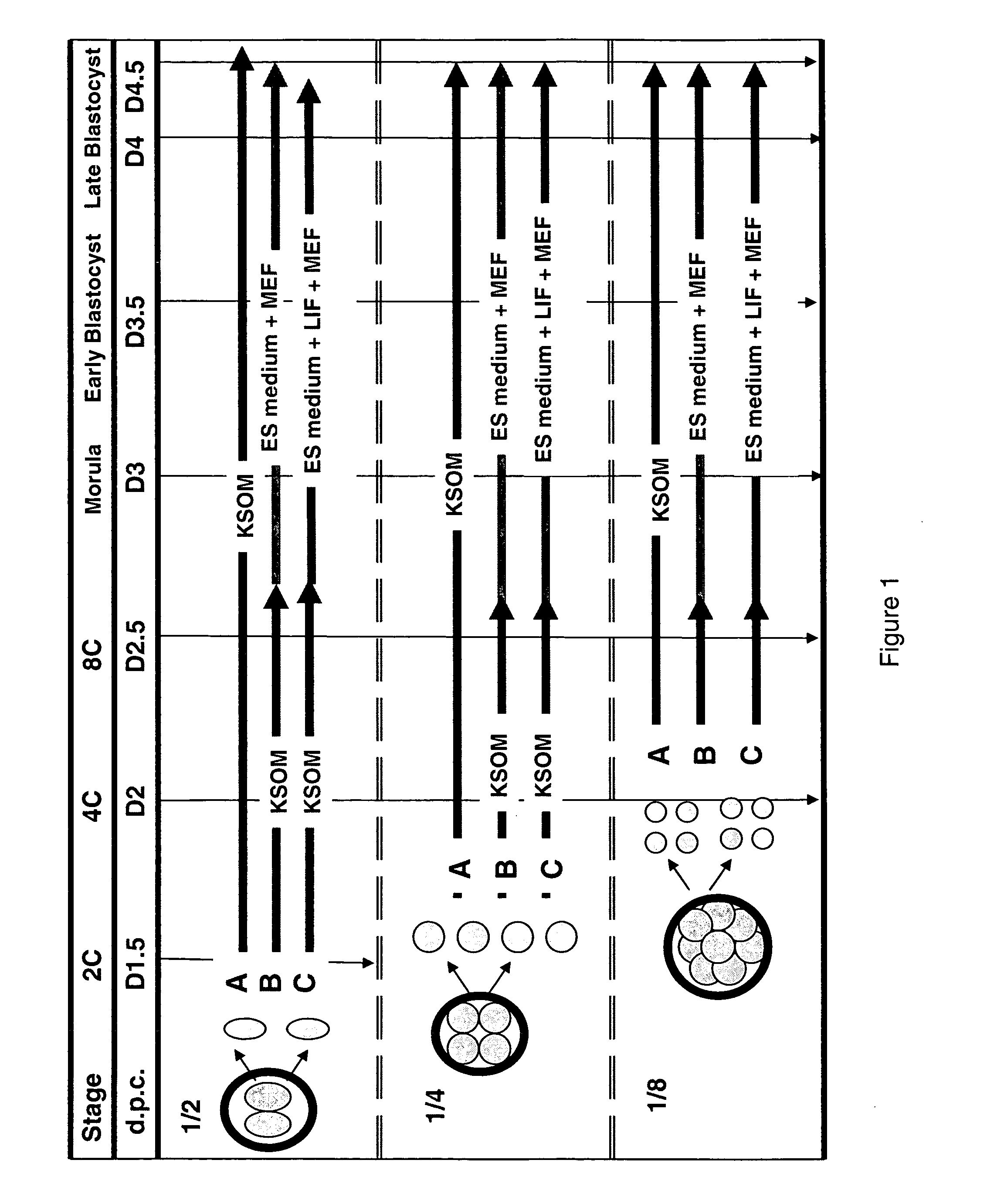Method of deriving pluripotent stem cells from a single blastomere